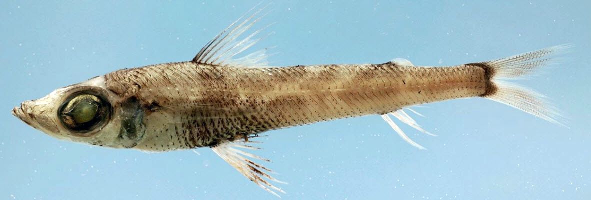 Chlorophthalmus agassizi_06.jpg